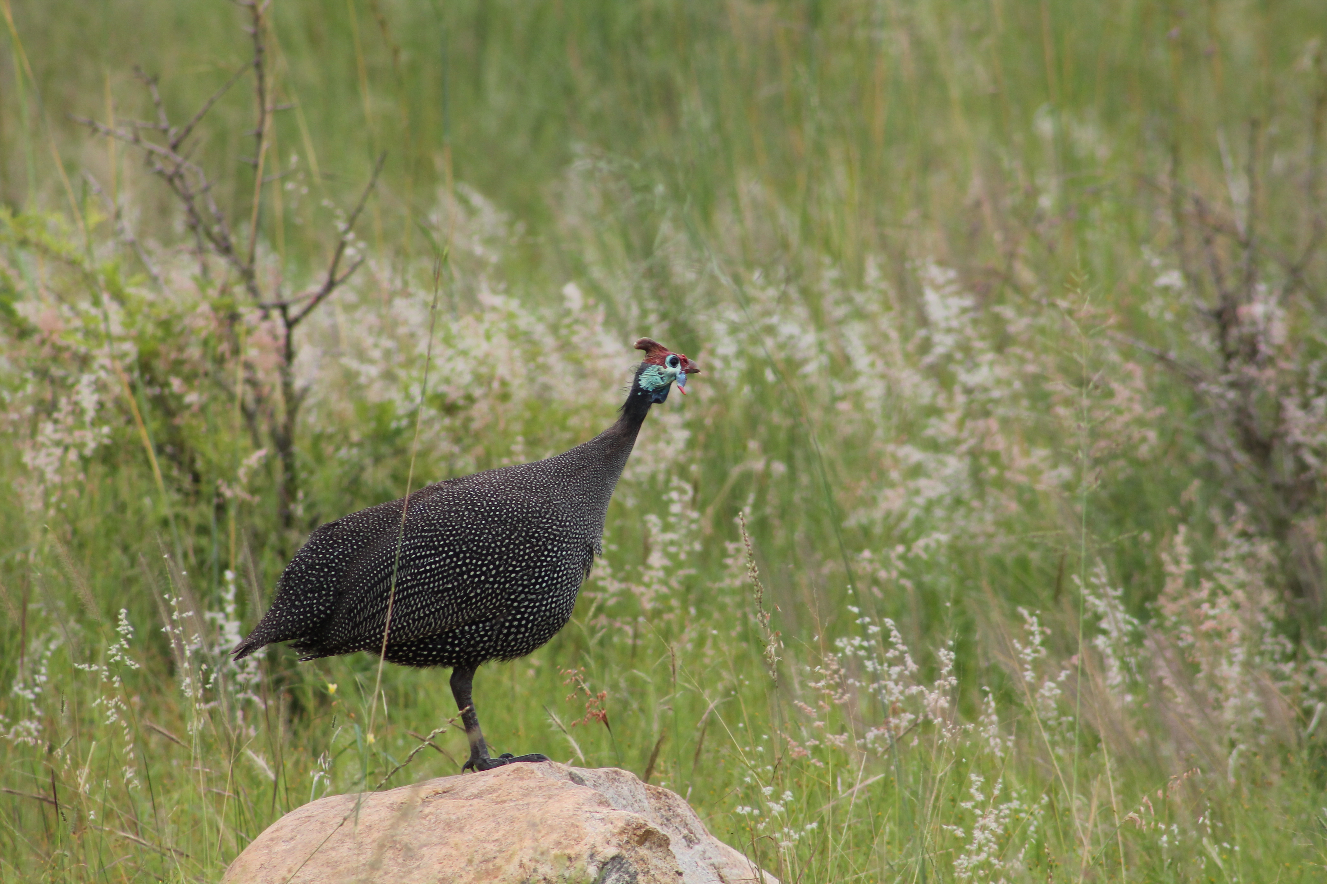 Guinew Fowl near Guinew Fowl near
